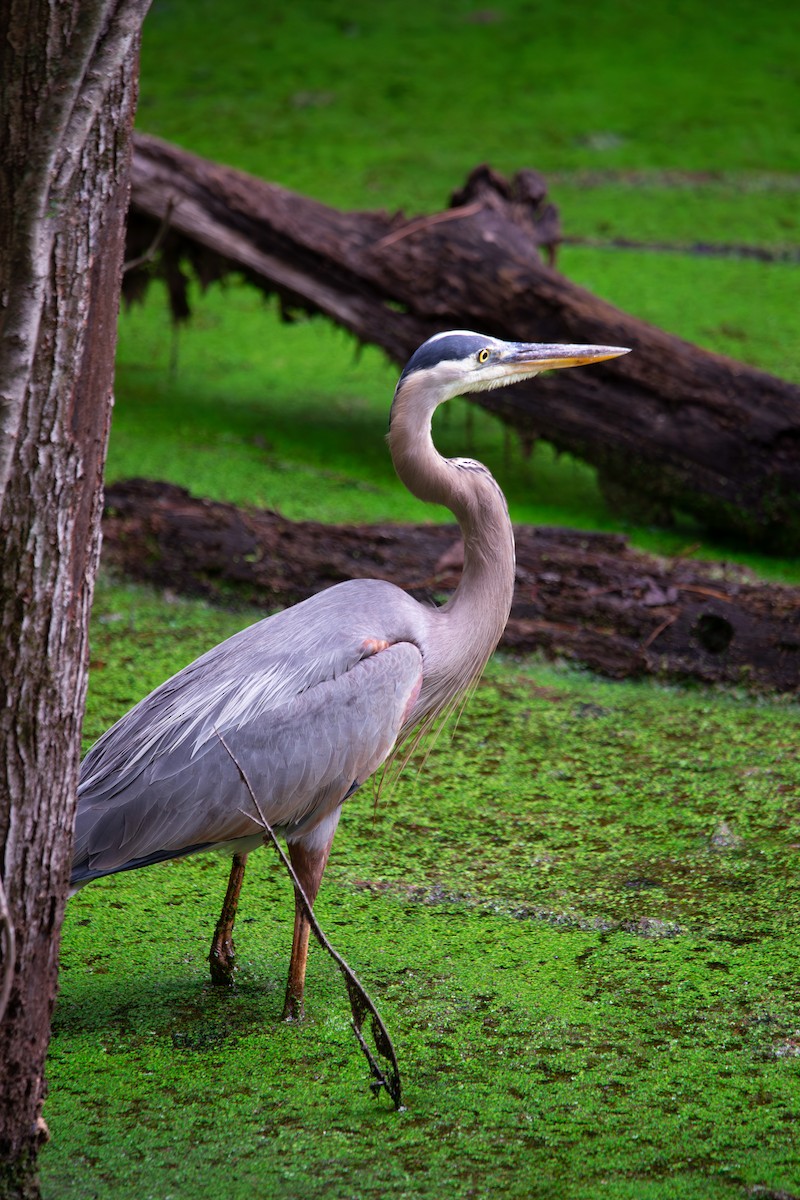 Great Blue Heron - ML638537807