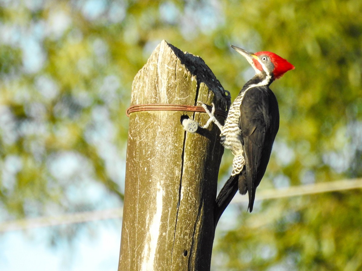 Lineated Woodpecker - ML638537817
