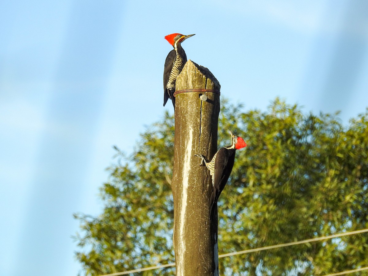 Lineated Woodpecker - ML638537818