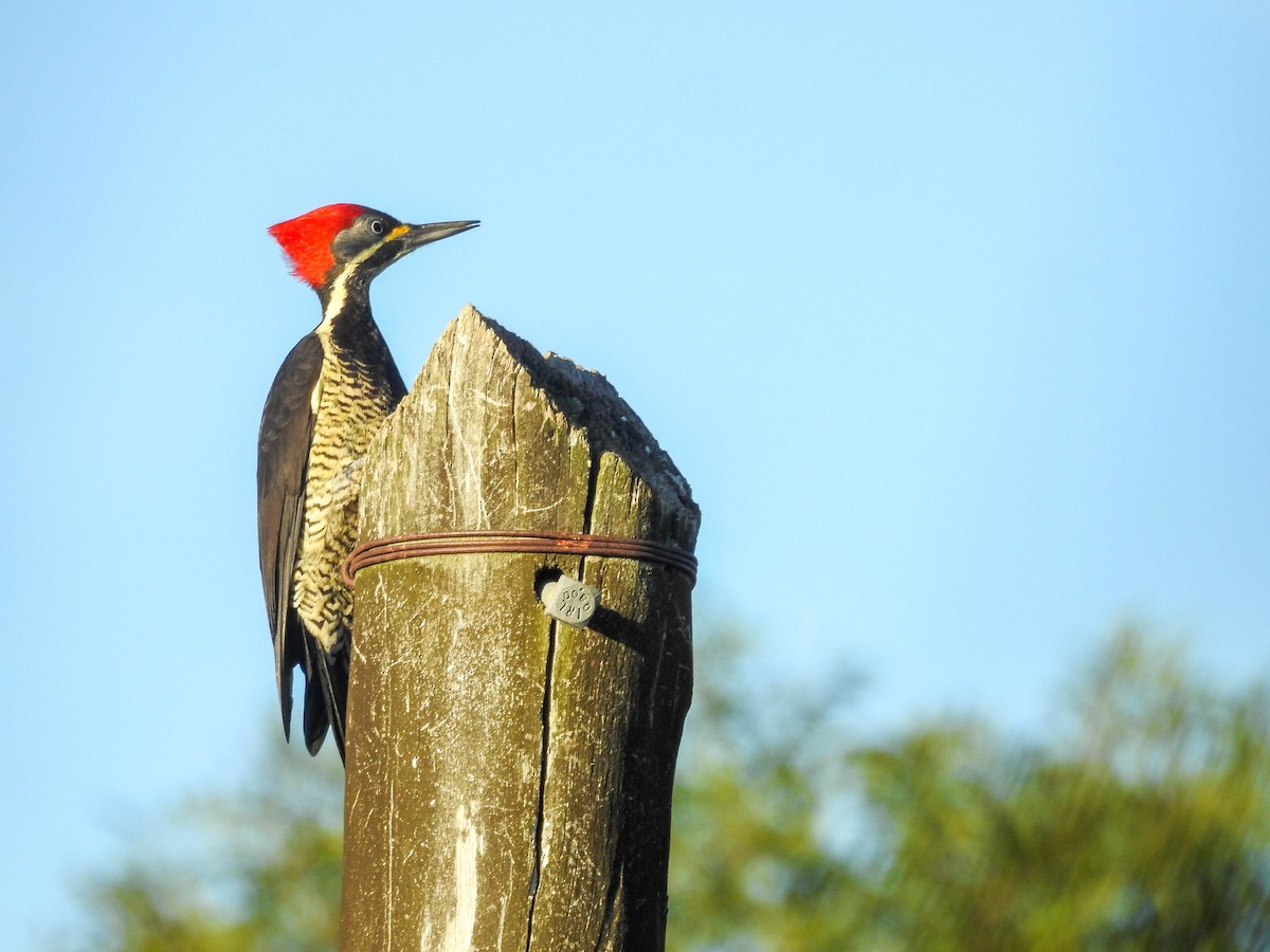 Lineated Woodpecker - ML638537819