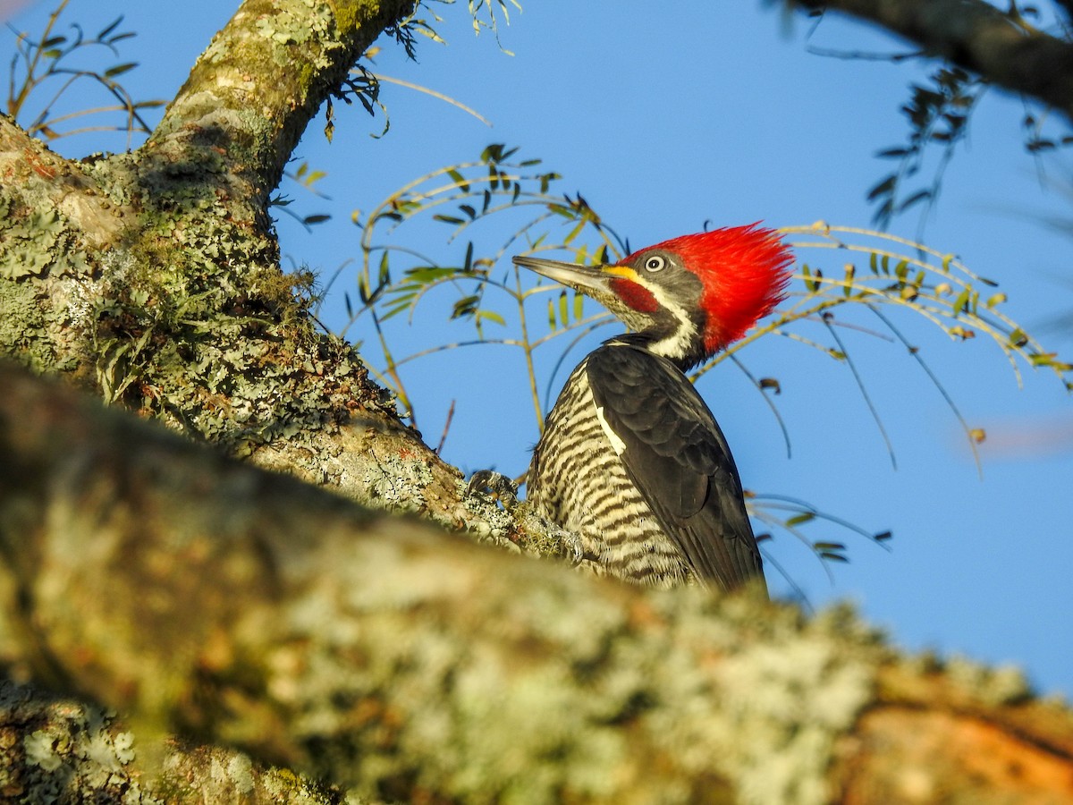 Lineated Woodpecker - ML638537820