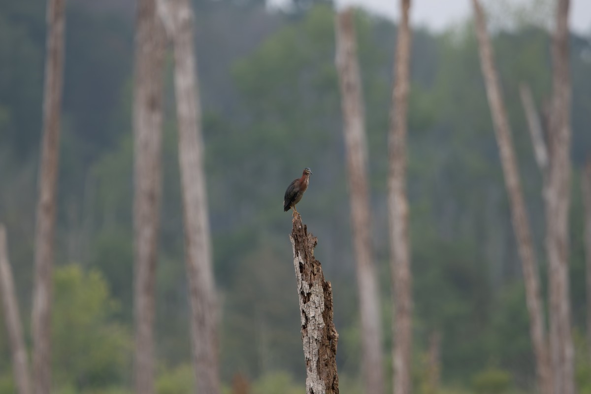 Green Heron - ML638537823