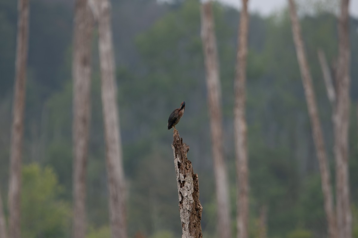 Green Heron - ML638537827