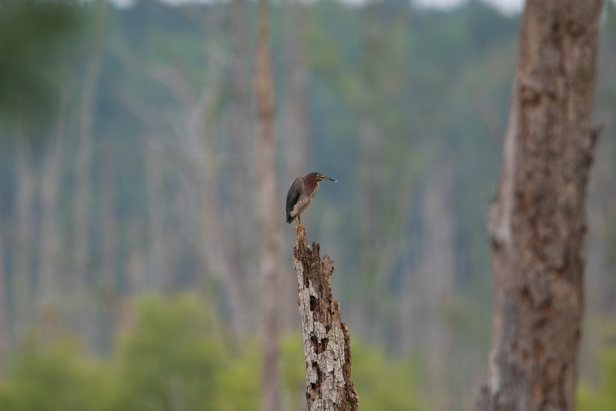 Green Heron - ML638537832