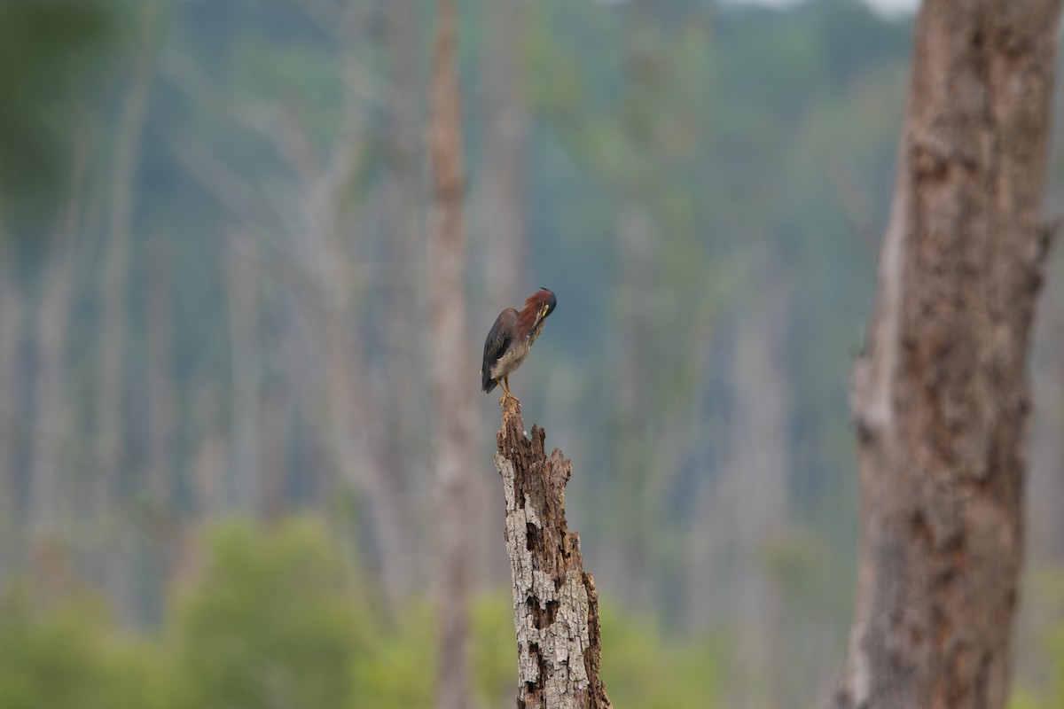 Green Heron - ML638537833