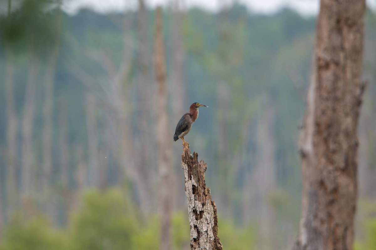 Green Heron - ML638537835