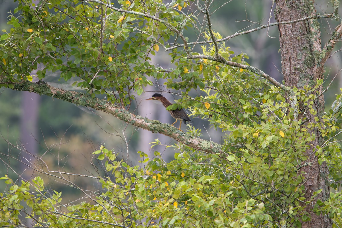 Green Heron - ML638537851