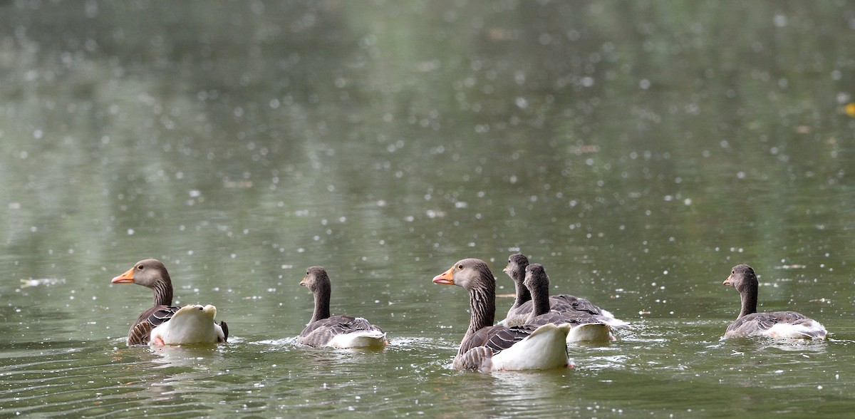 Graylag Goose (Domestic type) - ML638537863