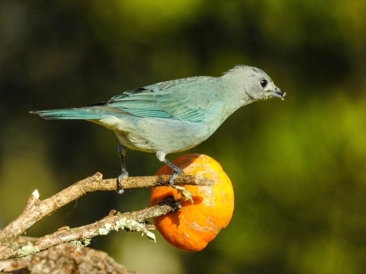 Sayaca Tanager - ML638537881