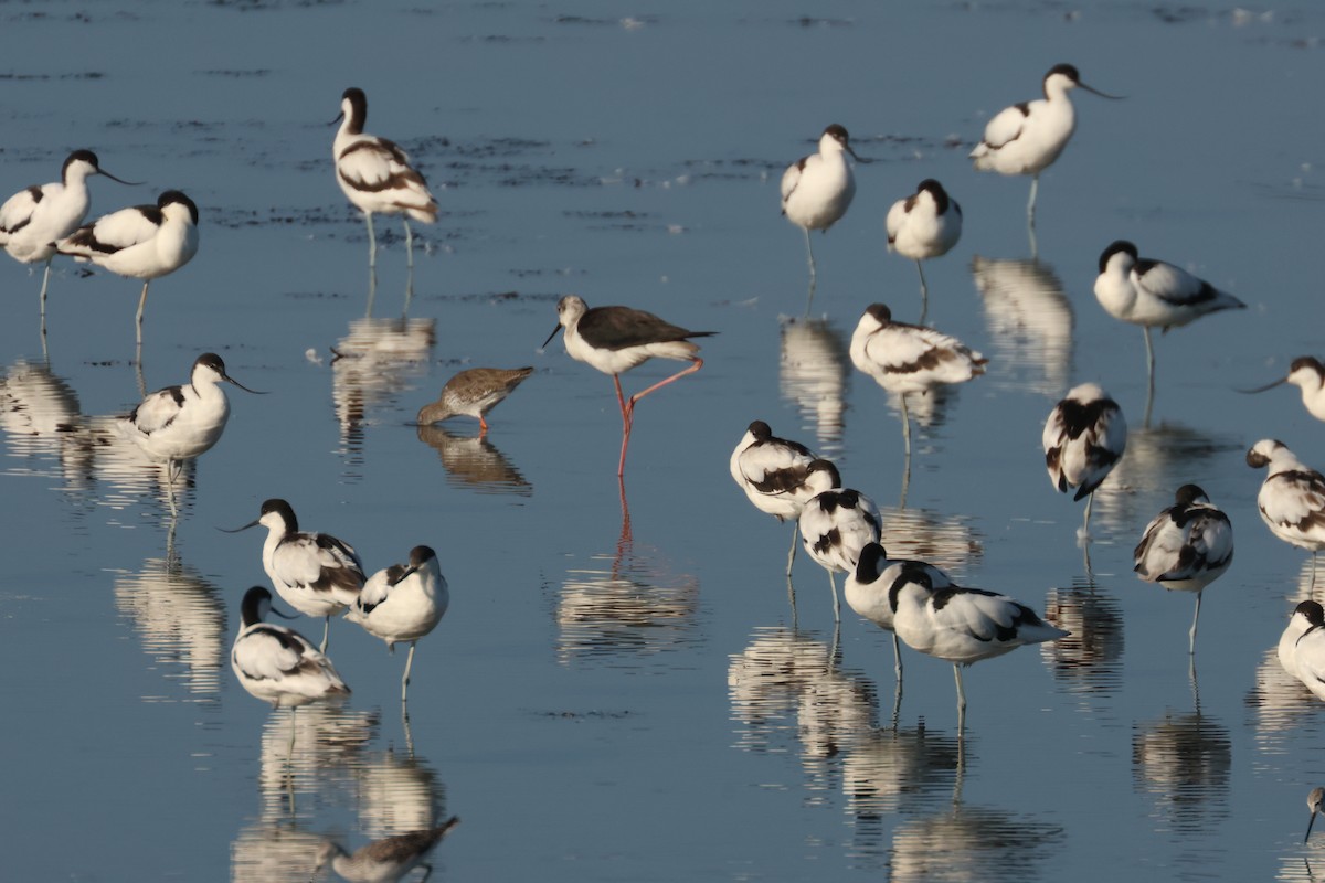 Pied Avocet - ML638537903
