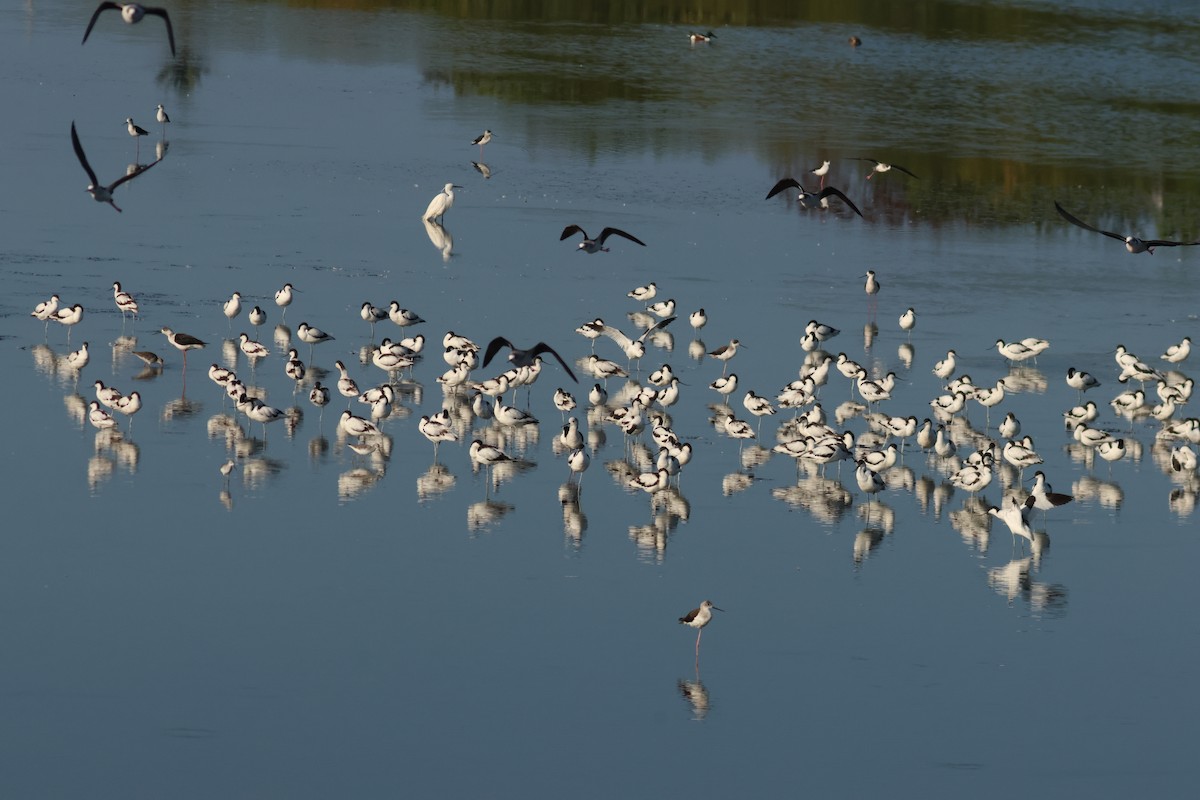 Pied Avocet - ML638537904