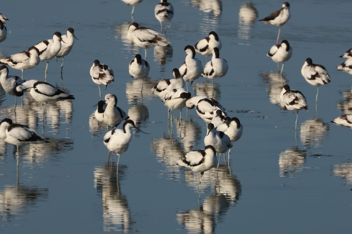 Pied Avocet - ML638537905
