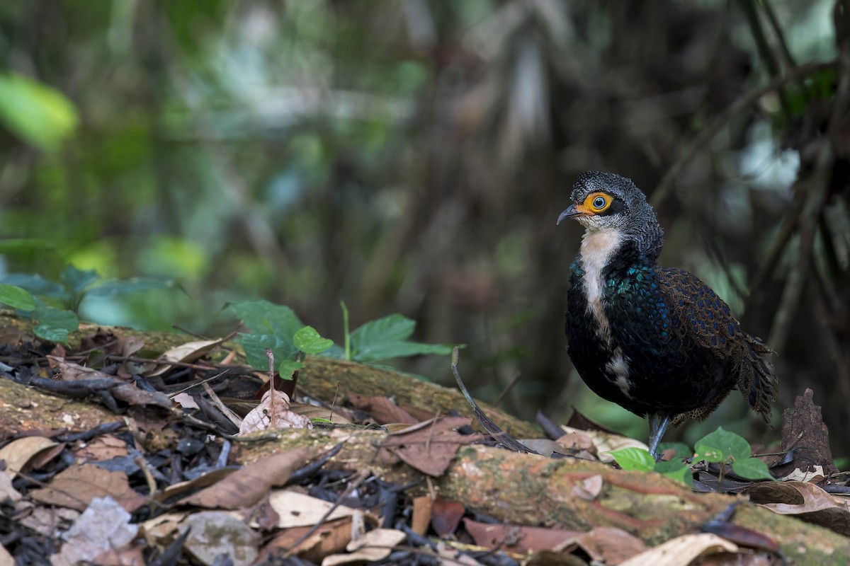 Bornean Peacock-Pheasant - ML638537909