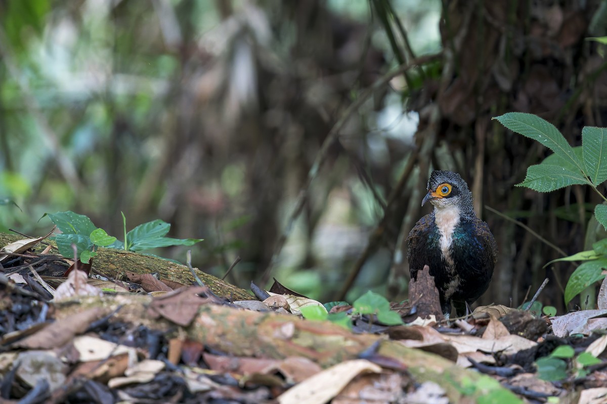 Bornean Peacock-Pheasant - ML638537911