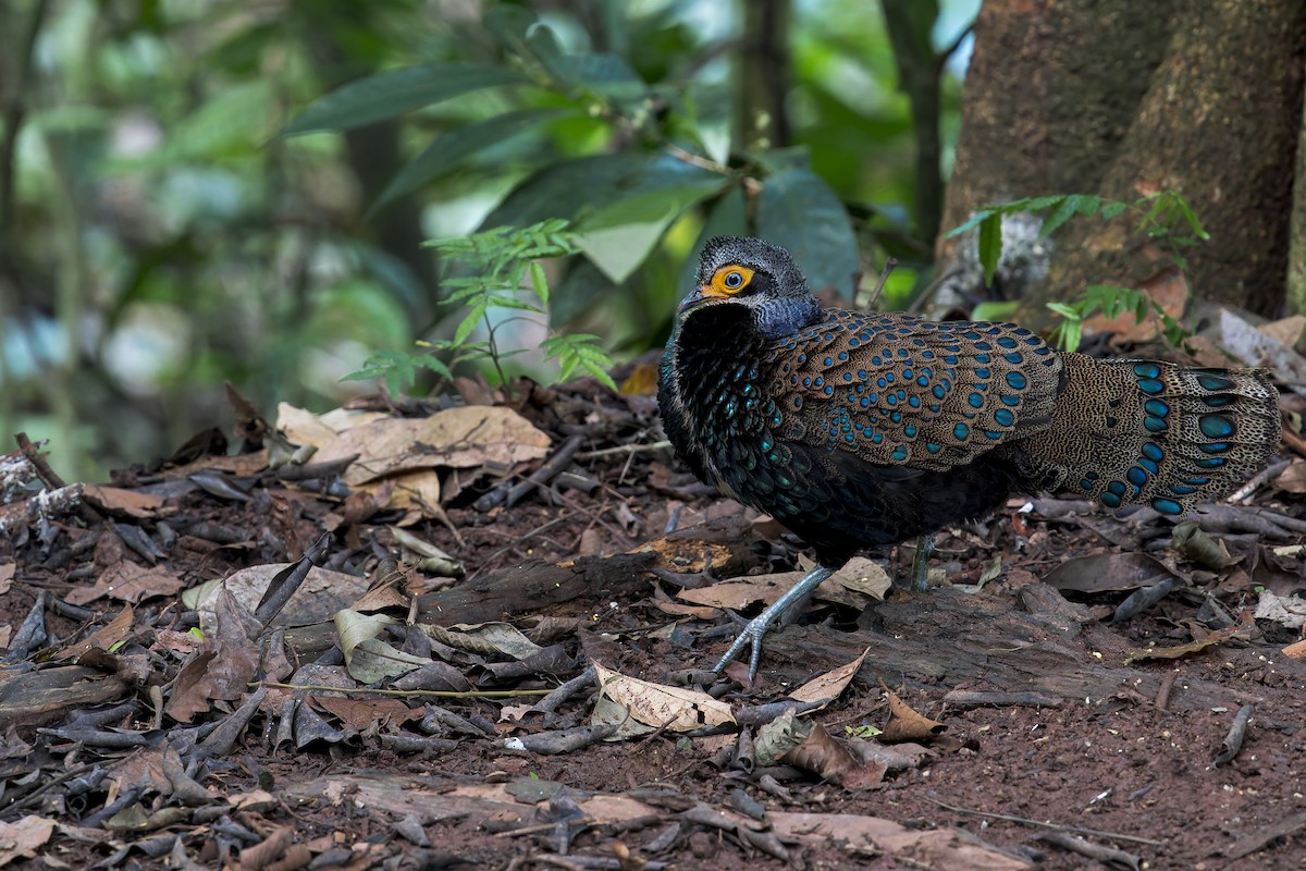 Bornean Peacock-Pheasant - ML638537915