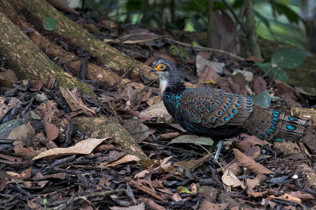 Bornean Peacock-Pheasant - ML638537917