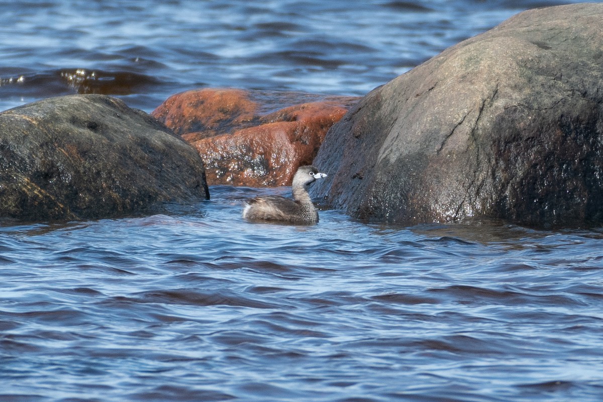Pied-billed Grebe - ML638537924