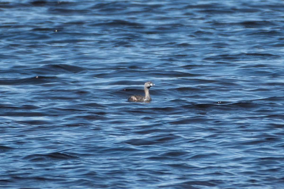 Pied-billed Grebe - ML638537925
