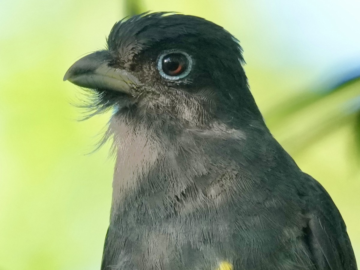 Green-backed Trogon - ML638537993