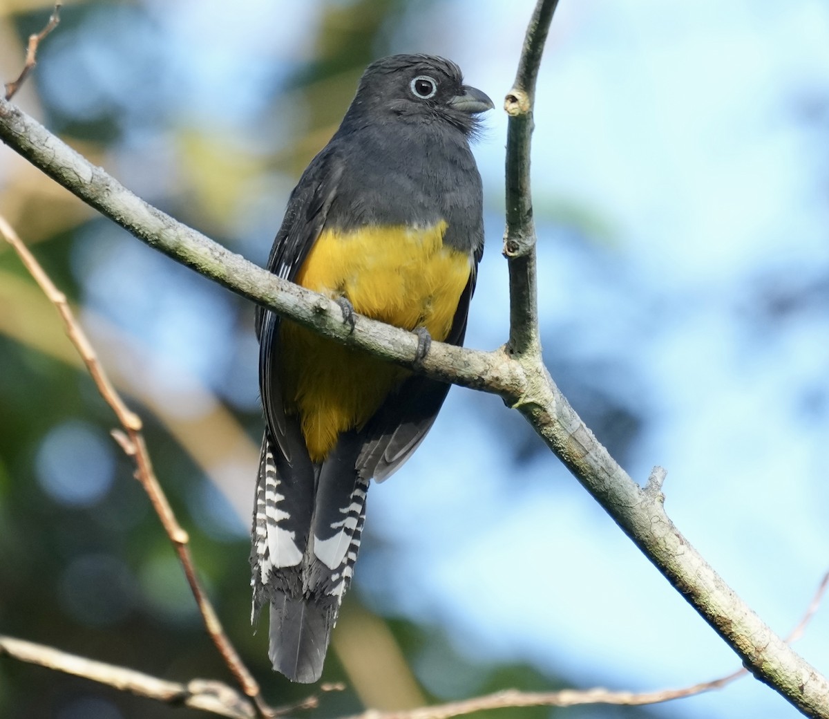 Green-backed Trogon - ML638537994