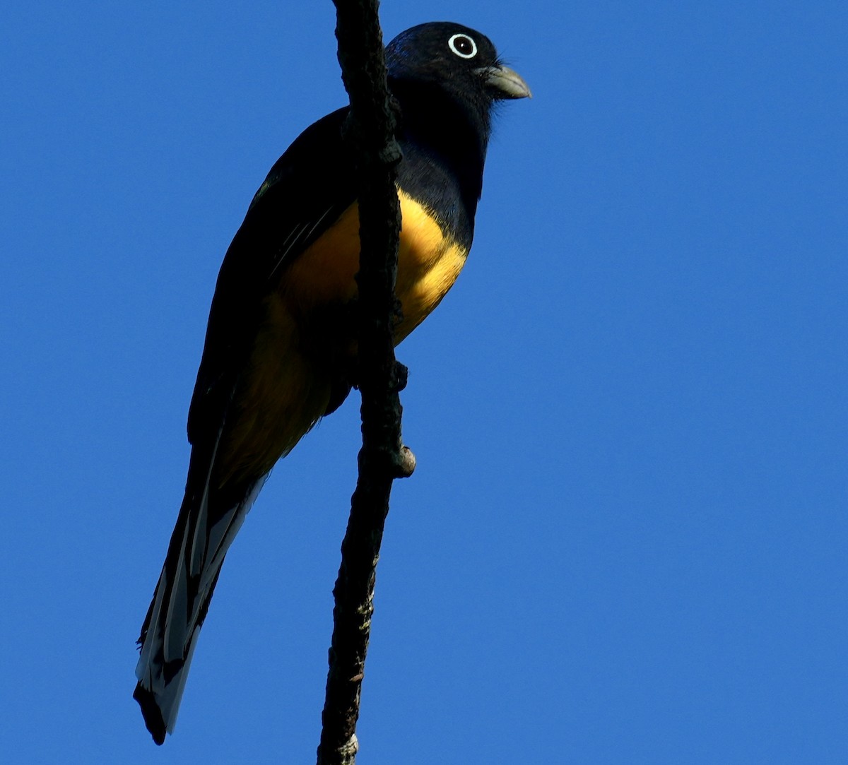 Green-backed Trogon - ML638537995