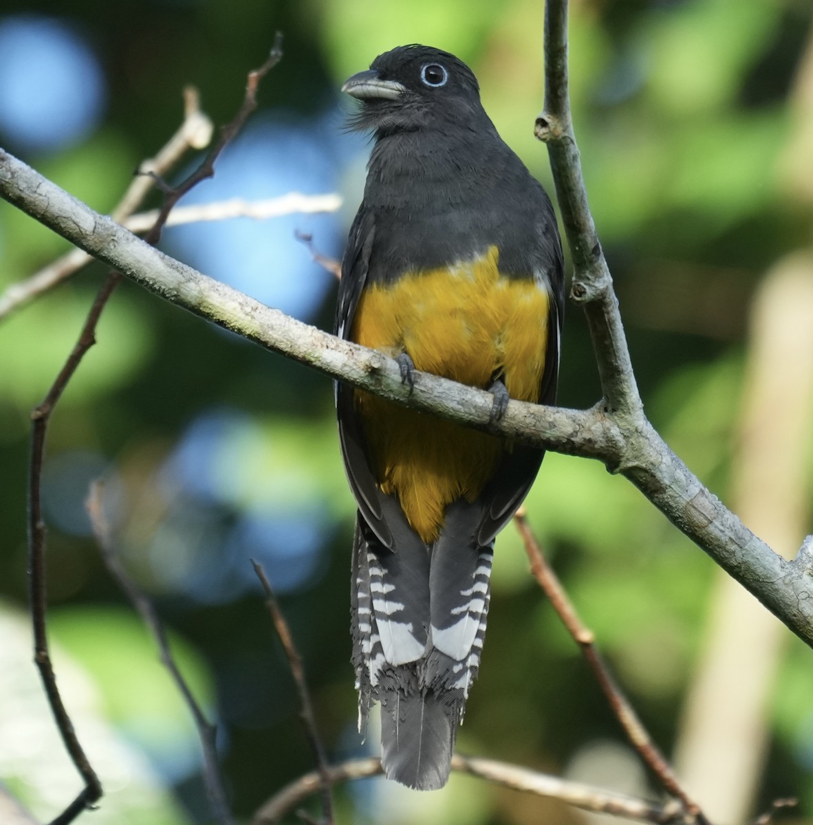 Green-backed Trogon - ML638537996