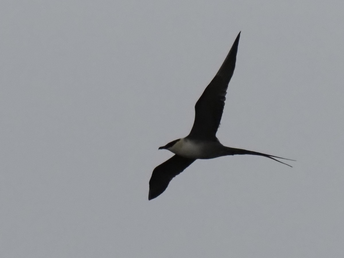 Long-tailed Jaeger - ML638538001