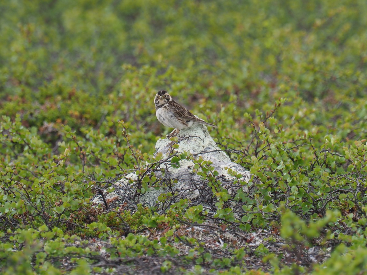 Lapland Longspur - ML638538029