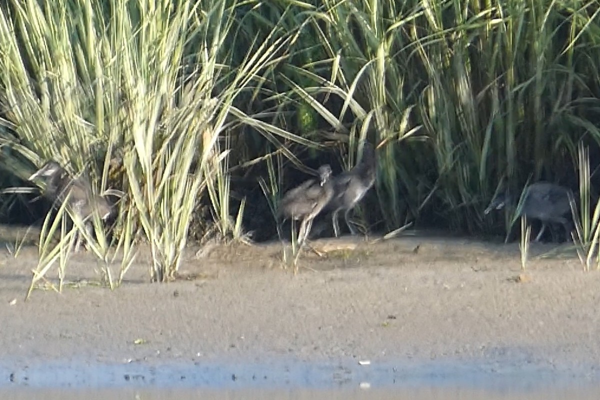 Clapper Rail - ML638538045