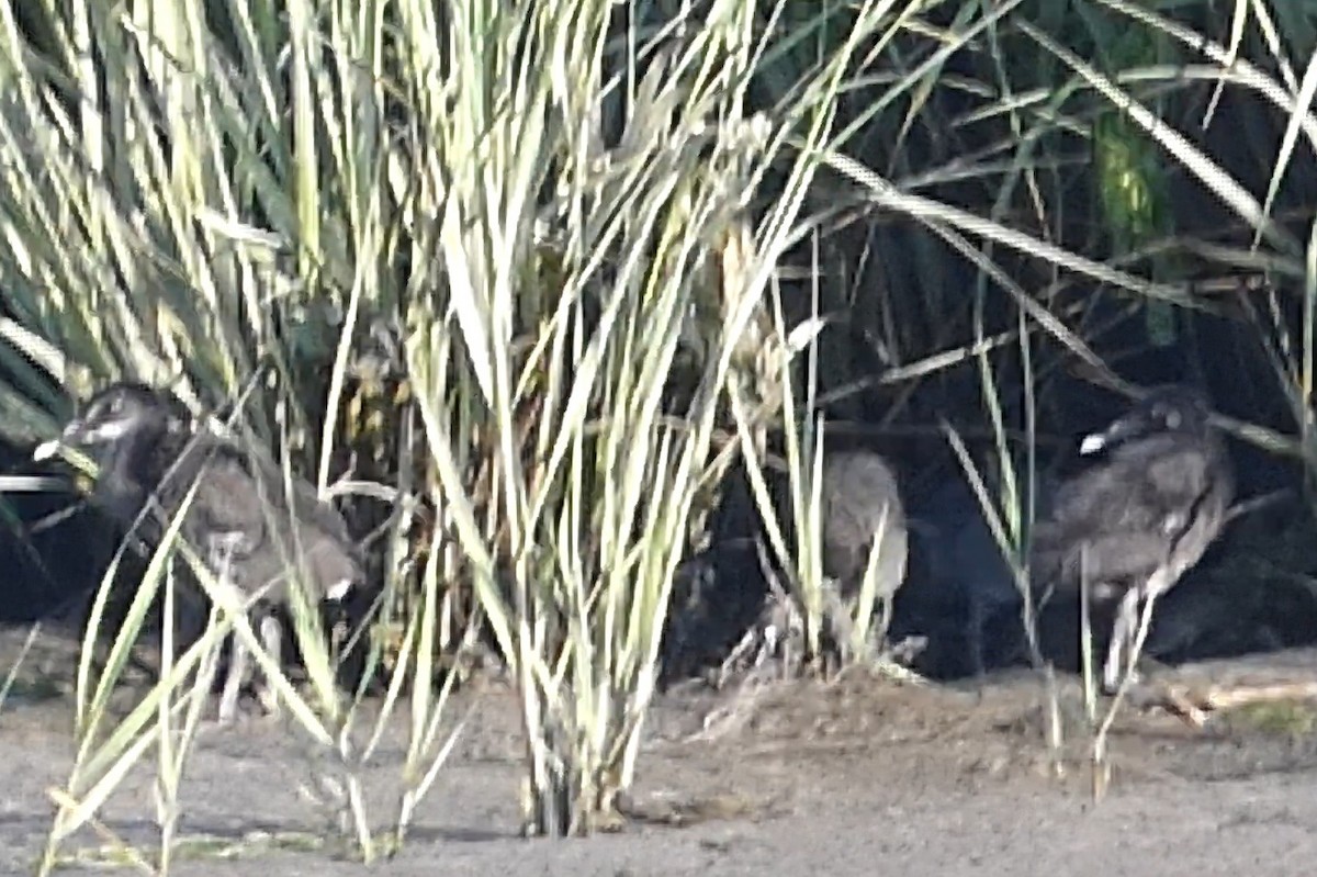 Clapper Rail - ML638538046