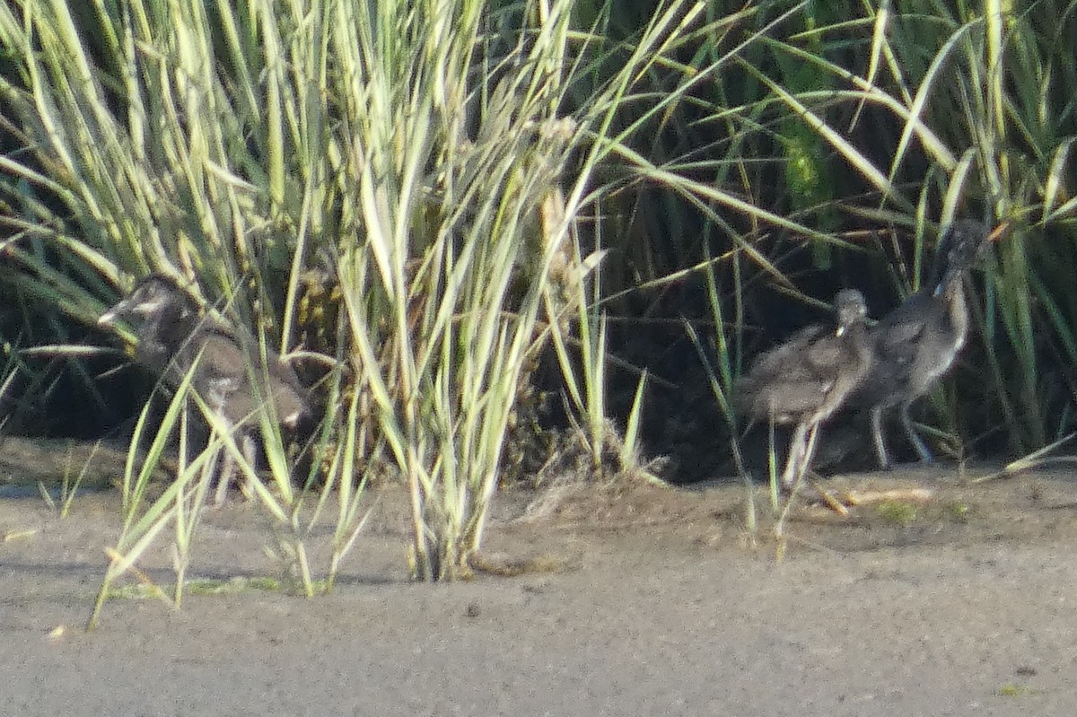 Clapper Rail - ML638538048