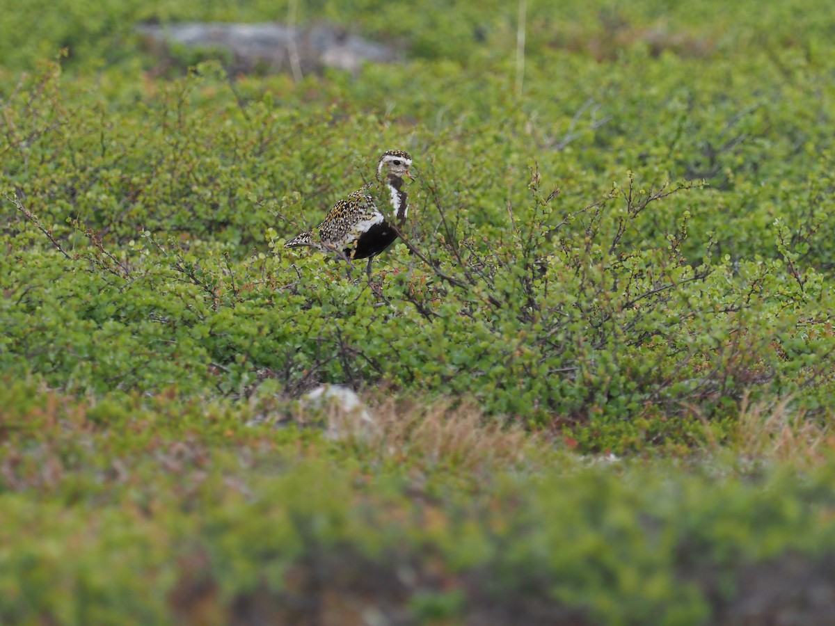 European Golden-Plover - ML638538049