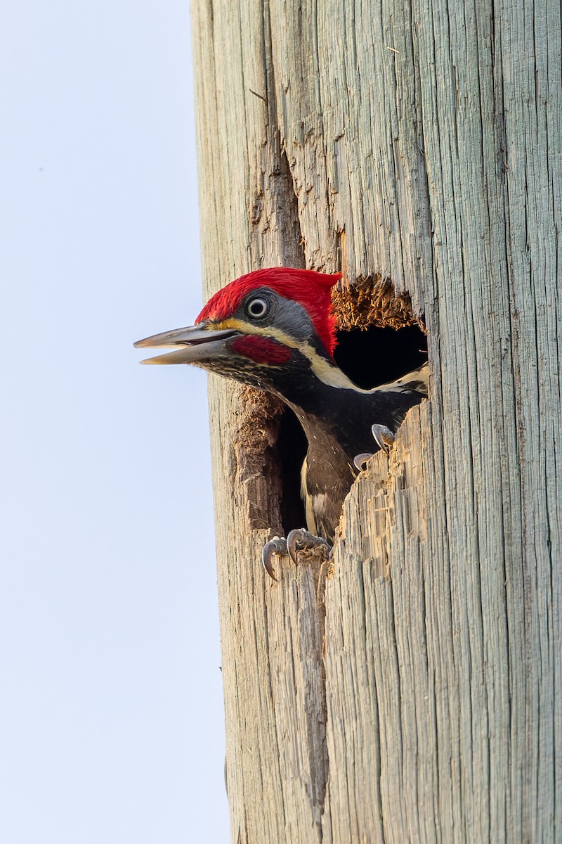 Lineated Woodpecker - ML638538053