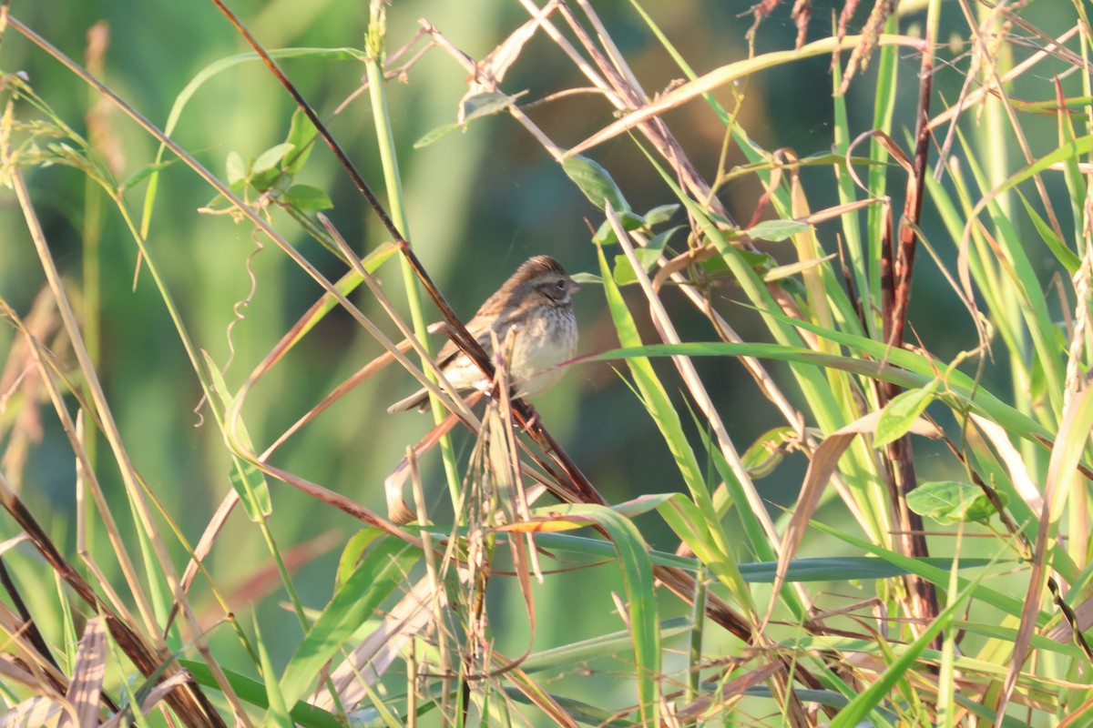 Black-faced Bunting - ML638538084