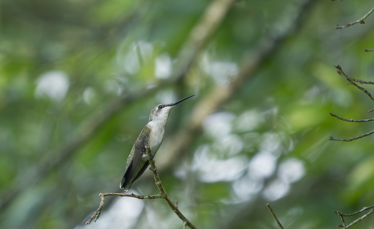Ruby-throated Hummingbird - ML638538094