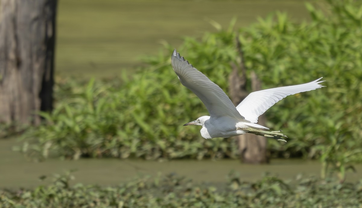 Little Blue Heron - ML638538097