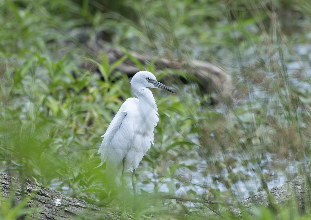 Little Blue Heron - ML638538098