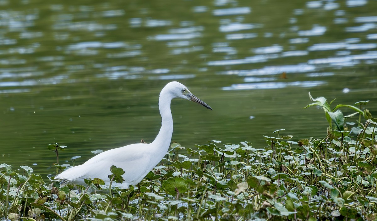 Little Blue Heron - ML638538099