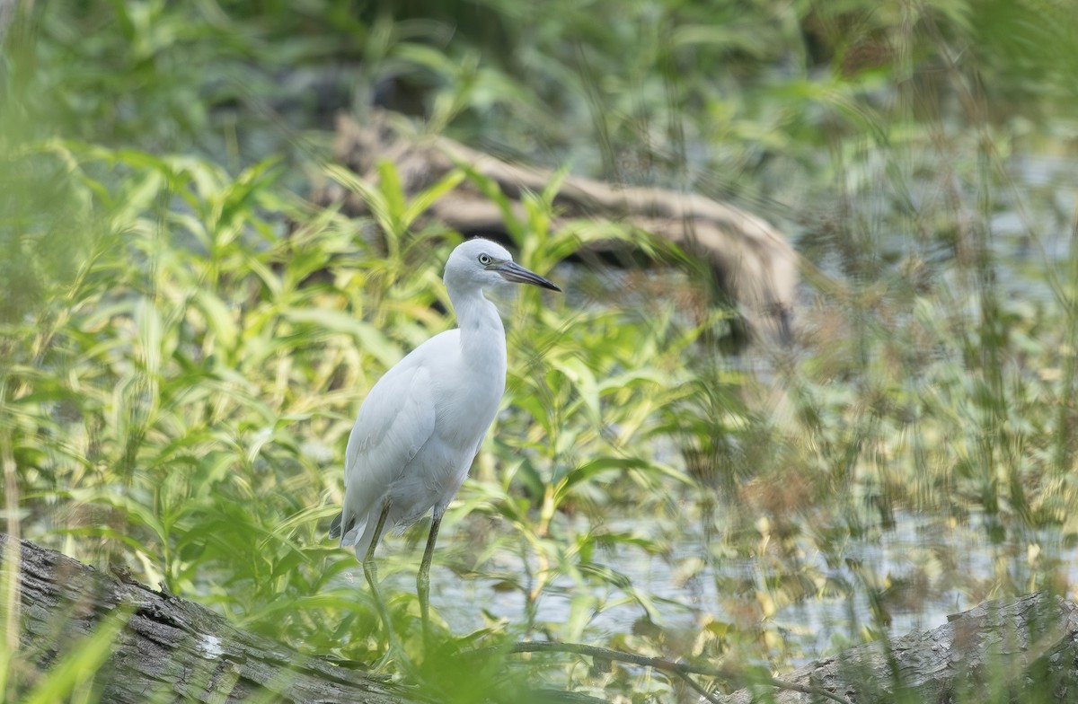 Little Blue Heron - ML638538100
