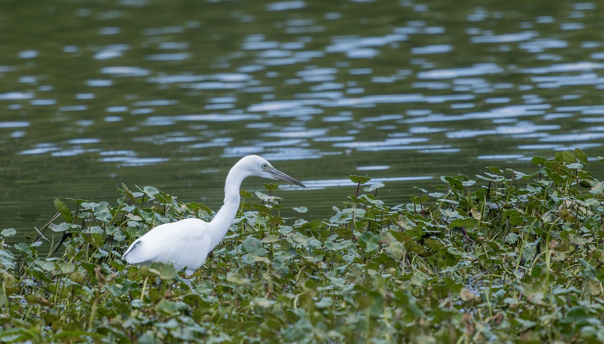Little Blue Heron - ML638538101