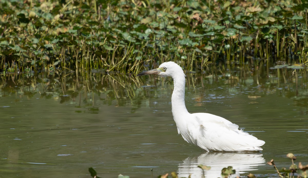 Little Blue Heron - ML638538103
