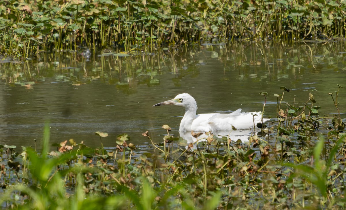 Little Blue Heron - ML638538104