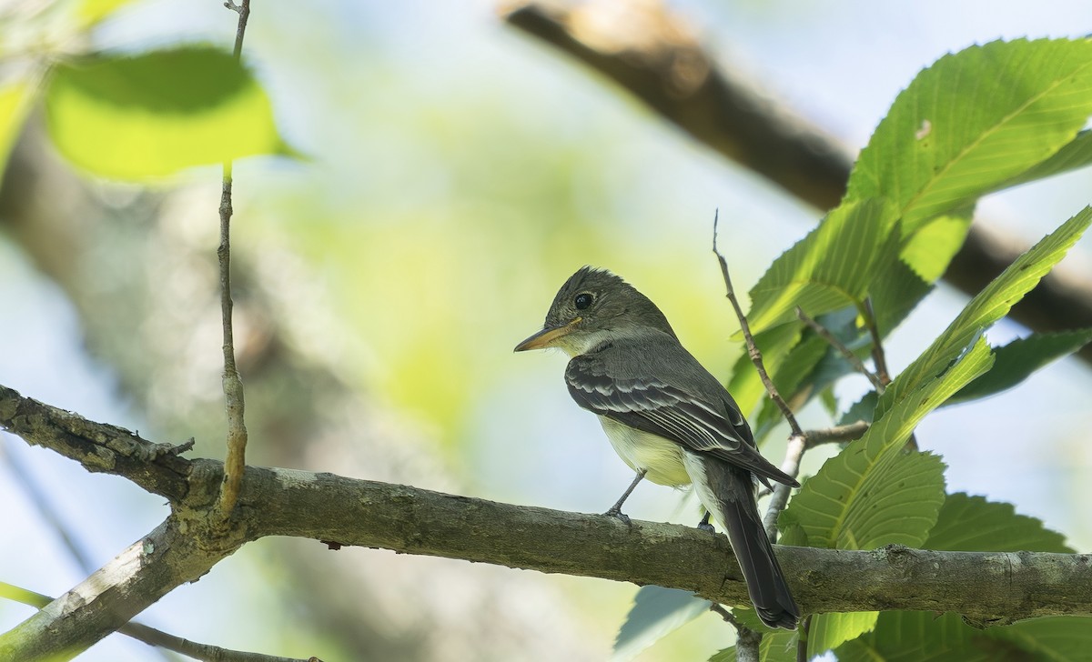 Eastern Wood-Pewee - ML638538108
