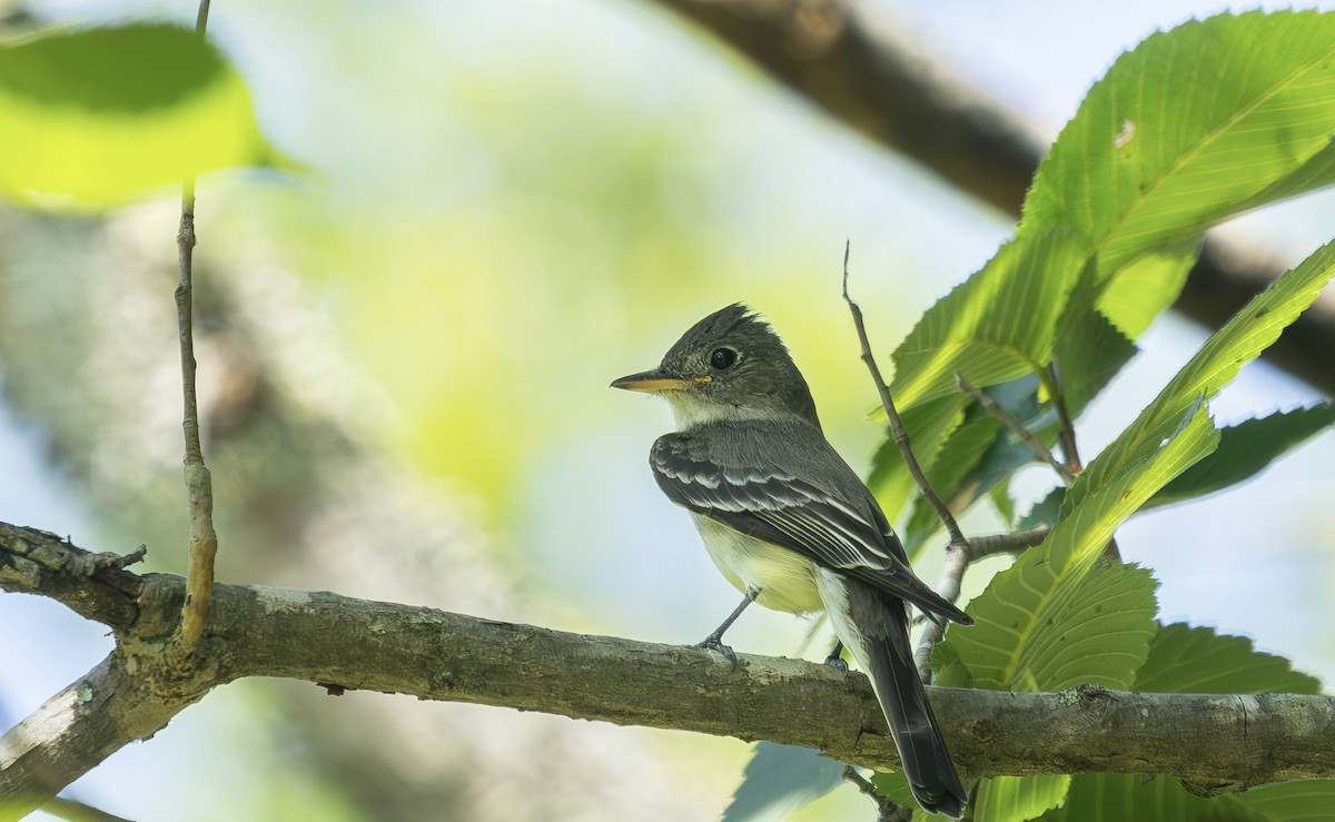 Eastern Wood-Pewee - ML638538109