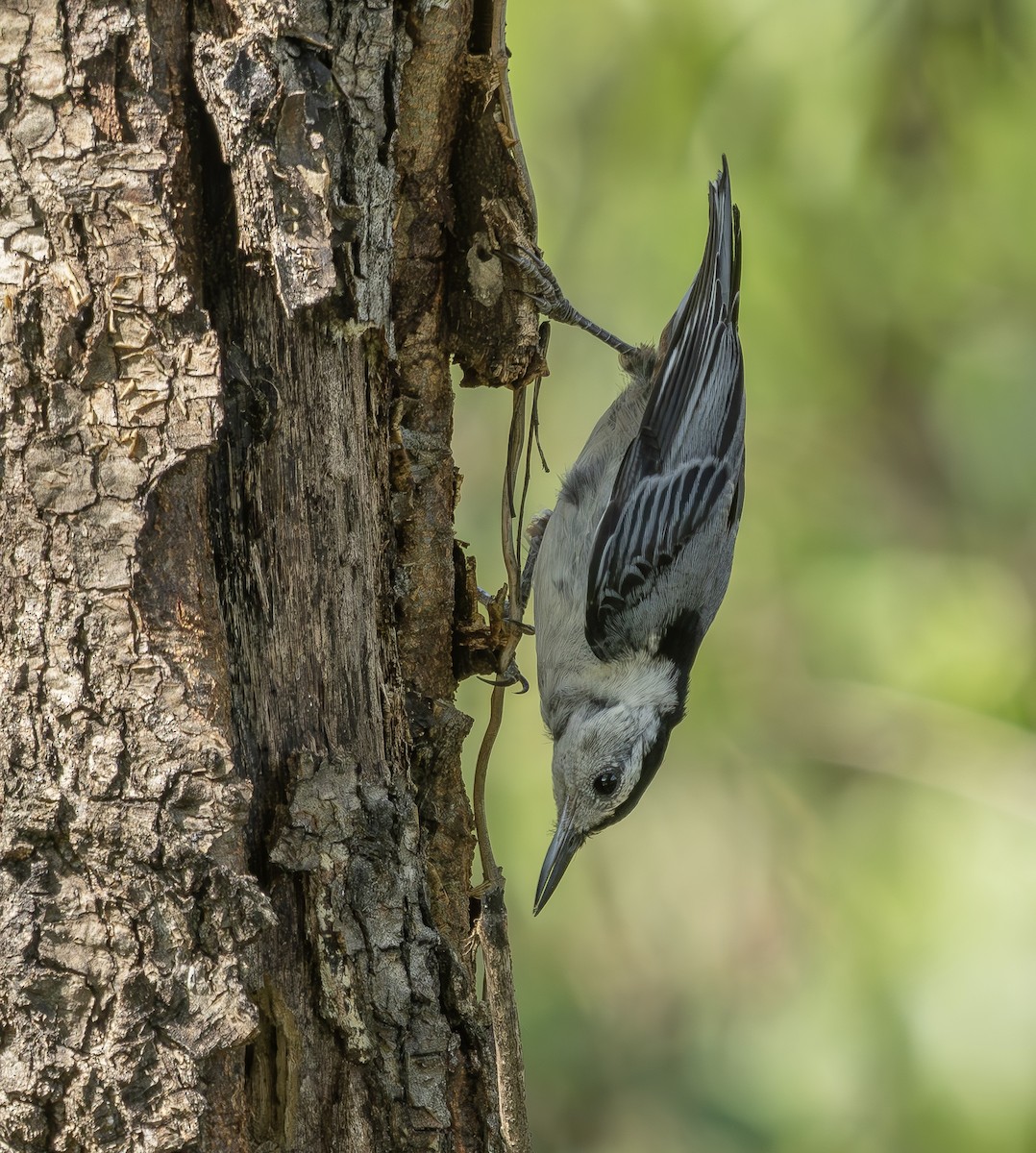 White-breasted Nuthatch - ML638538118