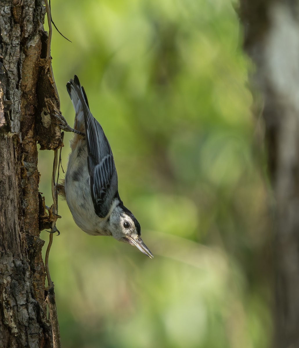 White-breasted Nuthatch - ML638538119