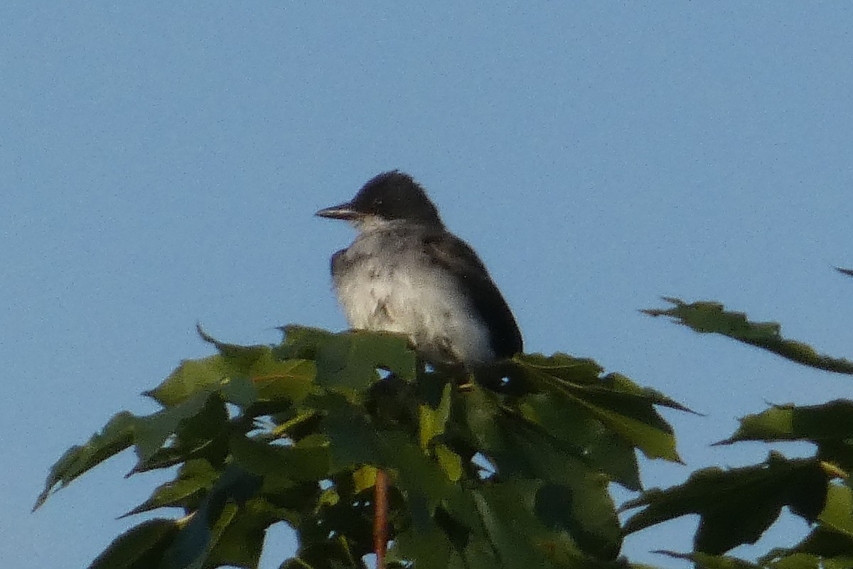 Eastern Kingbird - ML638538121