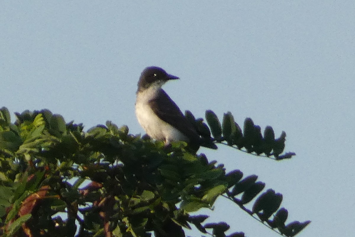 Eastern Kingbird - ML638538122