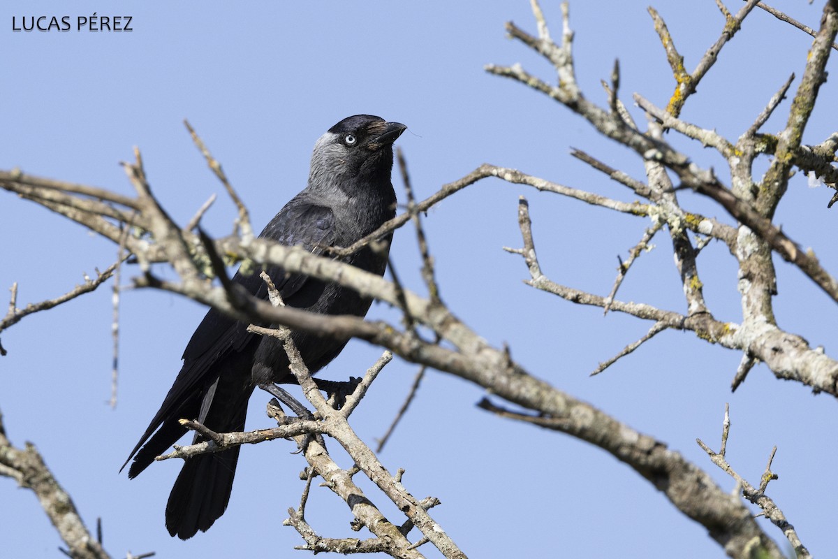 Eurasian Jackdaw - ML638538139
