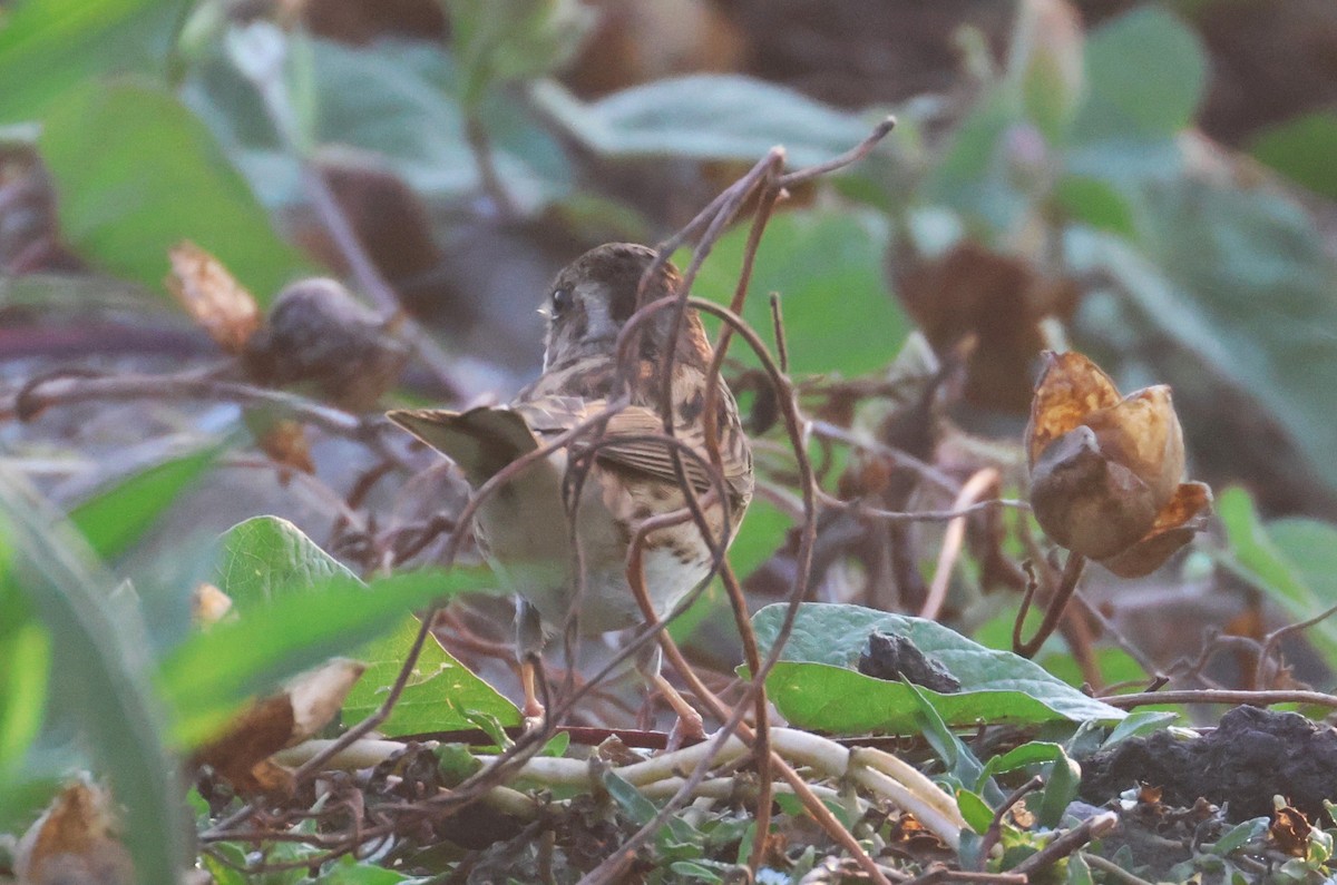 Black-faced Bunting - ML638538149